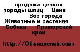 продажа ценков породы шпиц  › Цена ­ 35 000 - Все города Животные и растения » Собаки   . Приморский край